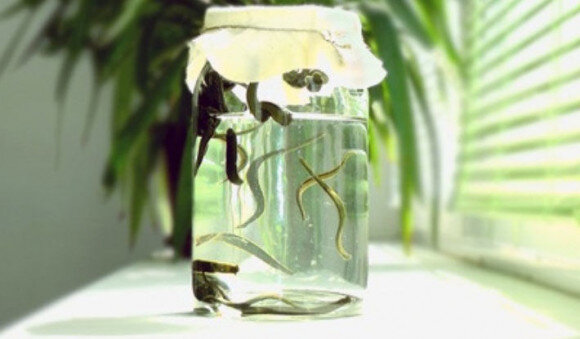 К пиявке организм должен привыкнуть