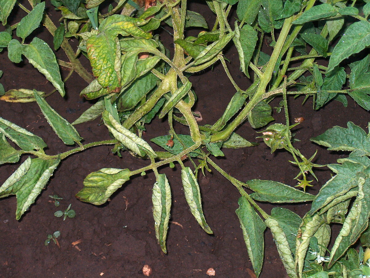 Листья томатов скручиваются внутрь лодочкой
