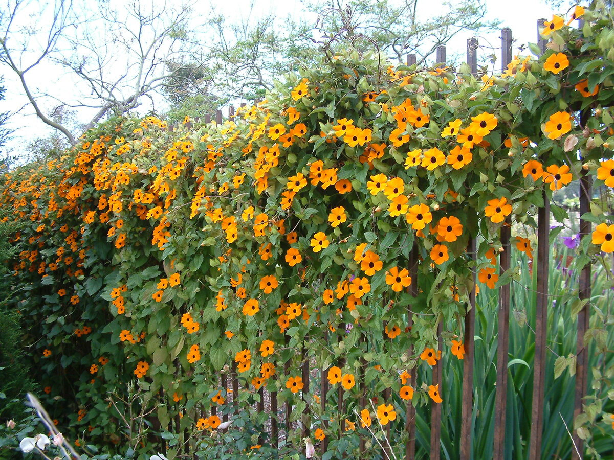 Хотите создать уют в Саду с помощью Вьющихся цветов? Представляю Топ 5 растений, которые лучше всего подойдут в этом