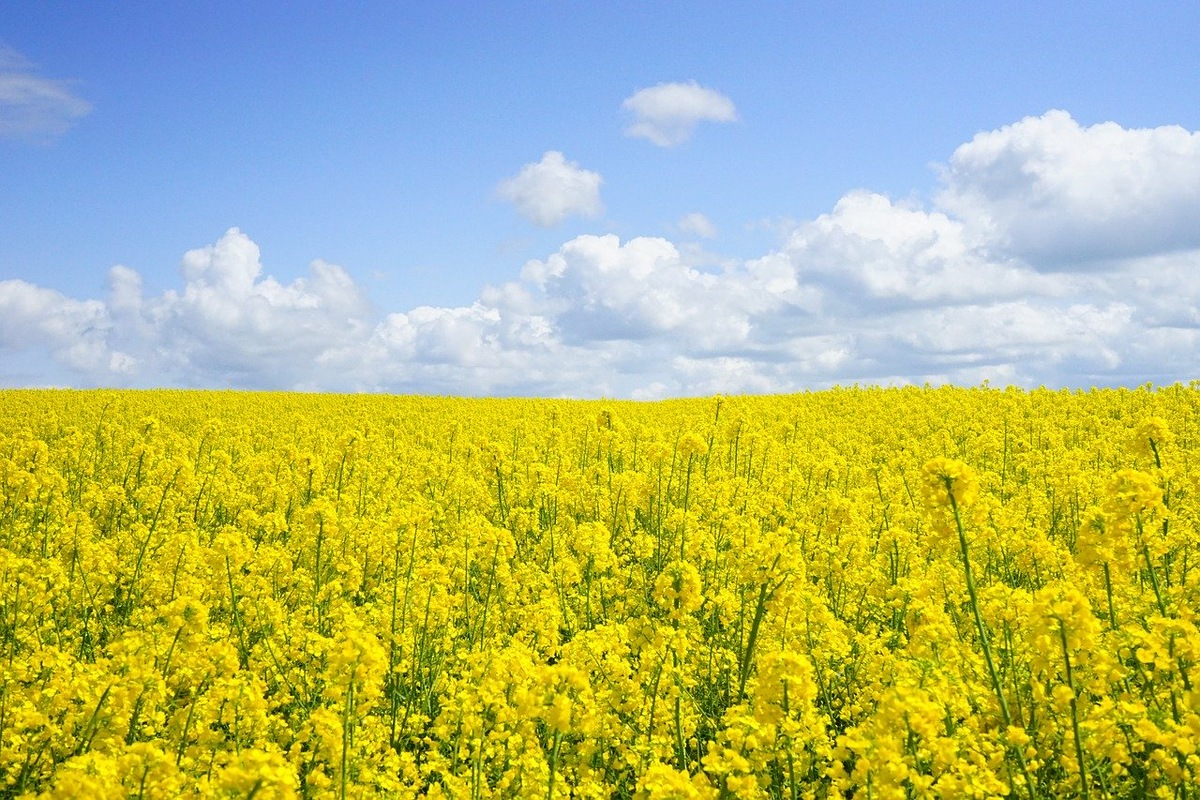 ФОТО: PIXABAY.COM