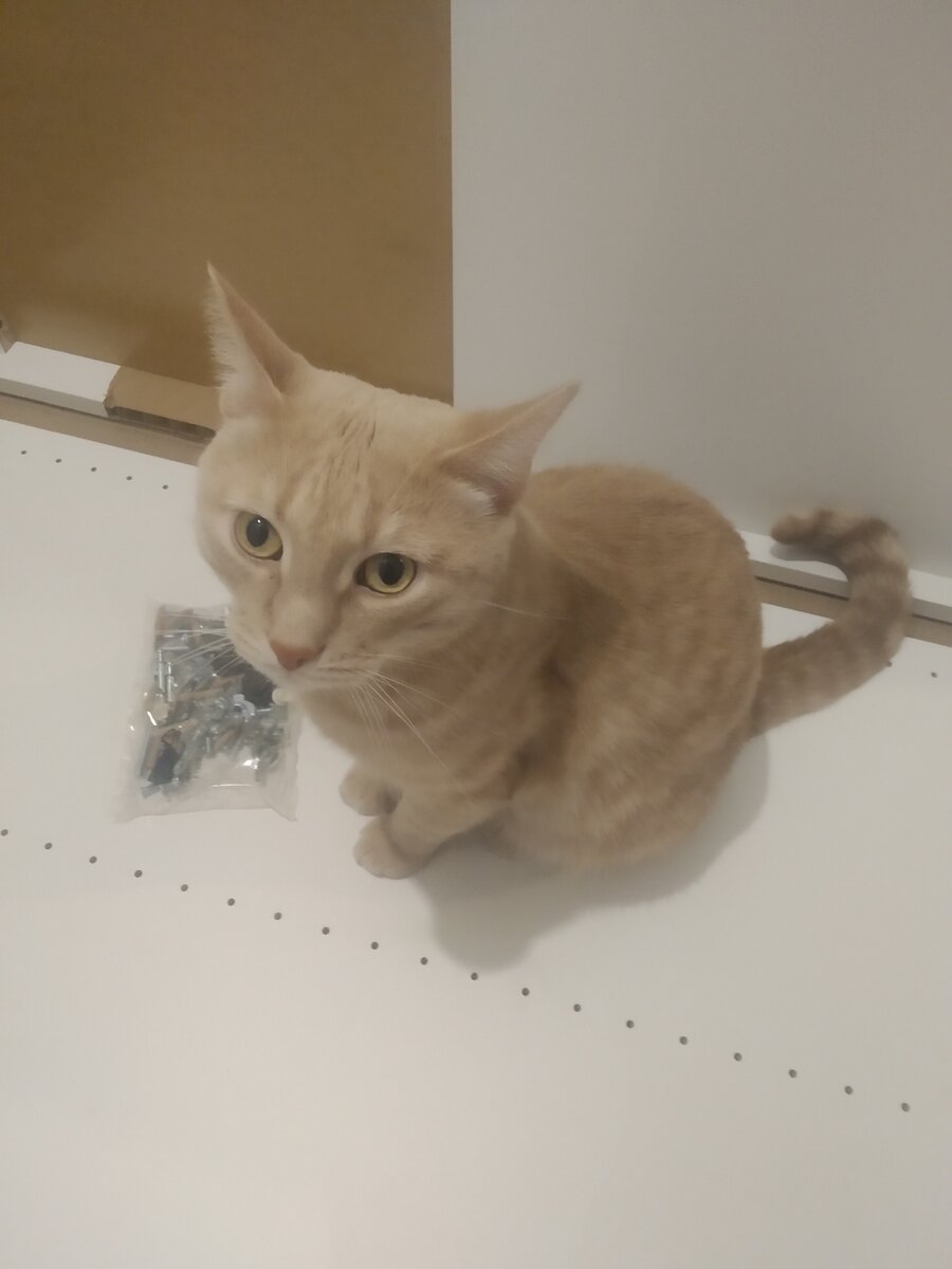 кот скизи. котик в гневе. скизи кот новое. скизи мазанкин кот. кот скизи.