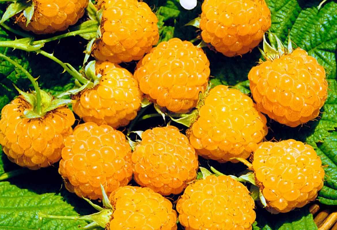 Малина желтый гигант