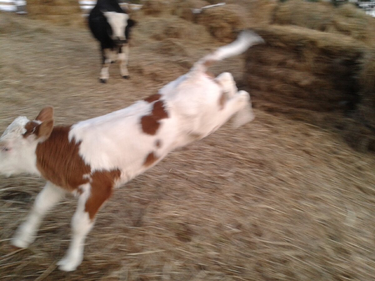 Бычок  рад весне и свободе. Застоялся. Фото автора.