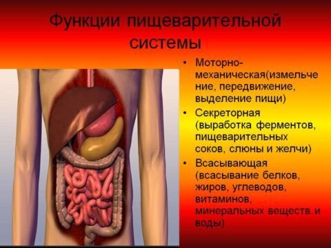 Функции пищеварительной системы