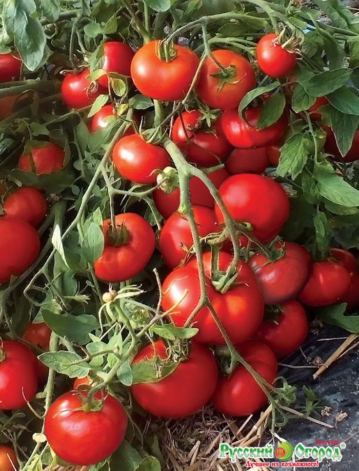 Источник: https://yandex.ru/images