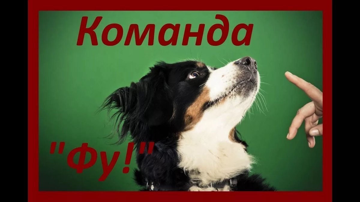 Этот команда вырабатывает у собаки стойкий тормозной условный рефлекс на прекращение нежелательных для дрессировщика действий по его команде. Условным раздражителем служит команда «Фу!», применяемая, как правило, в угрожающей интонации.  Безусловным раздражителем является резкий рывок поводка, силу которого может увеличивать применение строгого ошейника или хлыста. Команда «Фу!» имеет значение общеготормоза для всех нежелательных действий собаки (нападение на людей и животных, подбирание пищи с земли и т.д.). Эта команда должна всегда воздействовать на собаку сильнее, чем раздражители окружающей среды, вызывающие у нее отвлечения в процессе
дрессировки. 
Команду «Фу!» нельзя применять в тех случаях, когда собака задерживается с
выполнением какого-либо действия по любой другой команде, проявляя попытку к отвлечению. В подобных случаях следует обязательно подавать соответствующую команду (например «Сидеть!») в угрожающей интонации. Использовать команду
«Фу!» нужно только при необходимости. Злоупотребление этой командой может вызвать
стойкое торможение в нервной системе собаки, ведущее к понижению работоспособности
или полному отказу от работы. 
Навык на запрещение по команде «Фу!» отрабатывается только механическим методом. Дляего отработки следует выбрать такое место, где имеются отвлекающие внешние раздражители (домашние животные, птицы, другие собаки, посторонние люди, пищевые раздражители и т.д.). 
    Первые занятия нужно проводить на коротком поводке, без строгого ошейника. 
    Придя на место занятия, дрессировщик не спускает собаку с поводка, подав команду «Гуляй!», свободно двигается с собакой, постепенно приближаясь к посторонним отвлекающимраздражителям. Как только собака, привлеченная каким-либо раздражителем, попытаетсясовершить нежелательное действие (набрасывается на другое животное или человека, пытается схватить пищу с земли и т.д.), дрессировщик подает команду «Фу!», сопровождаемую сильным
рывком поводка. Это прекращает нежелательное действие собаки. Затем следует подозватьсобаку к себе и успокоить ее путем оглаживания. После небольшой выдержки кинолог,вновь подав команду «Гуляй!», предоставляет ей возможность совершить нежелательное действие, предупреждая его выполнение запрещающей командой «Фу!». Такие упражнения можно повторять на одном занятии не более трех-четырех раз, причем повторять упражнение можно только после того, как нервная система собаки придет в нормальное состояниепосле торможения, вызванного командой «Фу!». В тех случаях, когда силы рывка при наличии обычного ошейника оказывается недостаточно, следует использовать строгий ошейник. 
Как только у собаки установится условный рефлекс на команду «Фу!» и она будет прекращать нежелательное действие лишь по одной команде, рекомендуется переходить к усложнению данного приема. Для этого занятия переносятся в места, отличающиеся наличием
большого количества разнообразных отвлекающих раздражителей. Собака вначале находится на длинном поводке, а затем и без поводка. Во время работы с собакой на длинном поводкеразрешается чаще использовать строгий ошейник. 
К работе без поводка можно переходить лишь после того, как собака будет безотказно
выполнять команду «Фу!», на длинном поводке. Навык по команде «Фу!» окончательно закрепляется при наличии большогоколичества  раздражителей.  
Основные ошибки: 
1) чрезмерно частое подкрепление команды «Фу!» сильными болевыми раздражителями (строгим ошейником, ударами хлыста), вызывающееу собаки состояние стойкого торможения и угнетения; 
2) частое употребление команды «Фу!»; 
3) неуместное использование команды «Фу!» взамен какой-либо основной команды (в угрожающей интонации). 

Если вам понравилась статья, то поставьте лайк и подпишитесь на канал ДОНЕЦКИЙ КИНОЛОГ. Оставайтесь с нами, друзья! Впереди Вас ждёт много интересного и познавательного!
       С уважением, мастер-кинолог 1 категории Андрей Дедковский.

