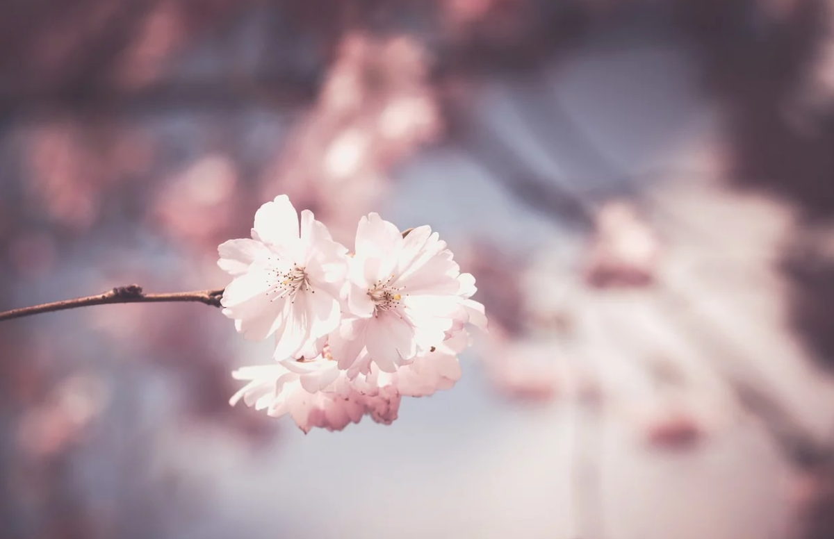 Фото из разрешенного источника