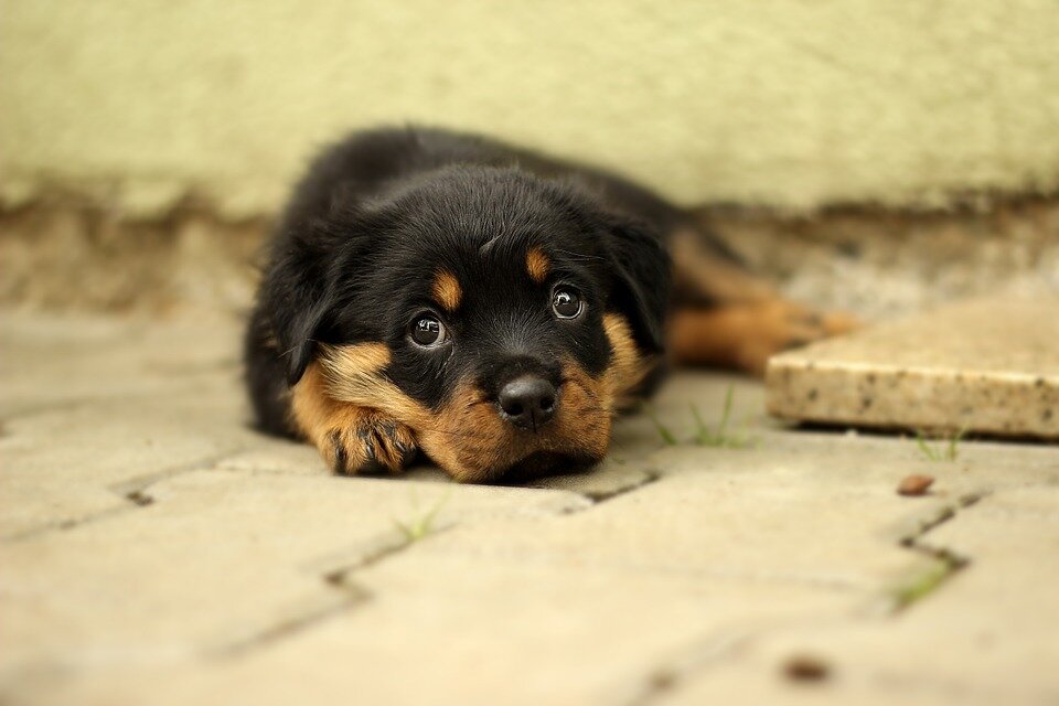  https://cdn.pixabay.com/photo/2015/07/31/11/43/rottweiler-869017_960_720.jpg 