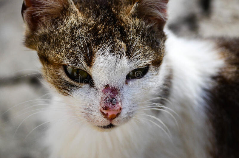 к чему снится мяукающий кот. волшебные кошки. к чему снятся котики. к чему снятся котята. сонник котята.