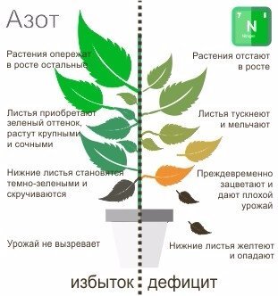 Источник Яндекс. Картинки