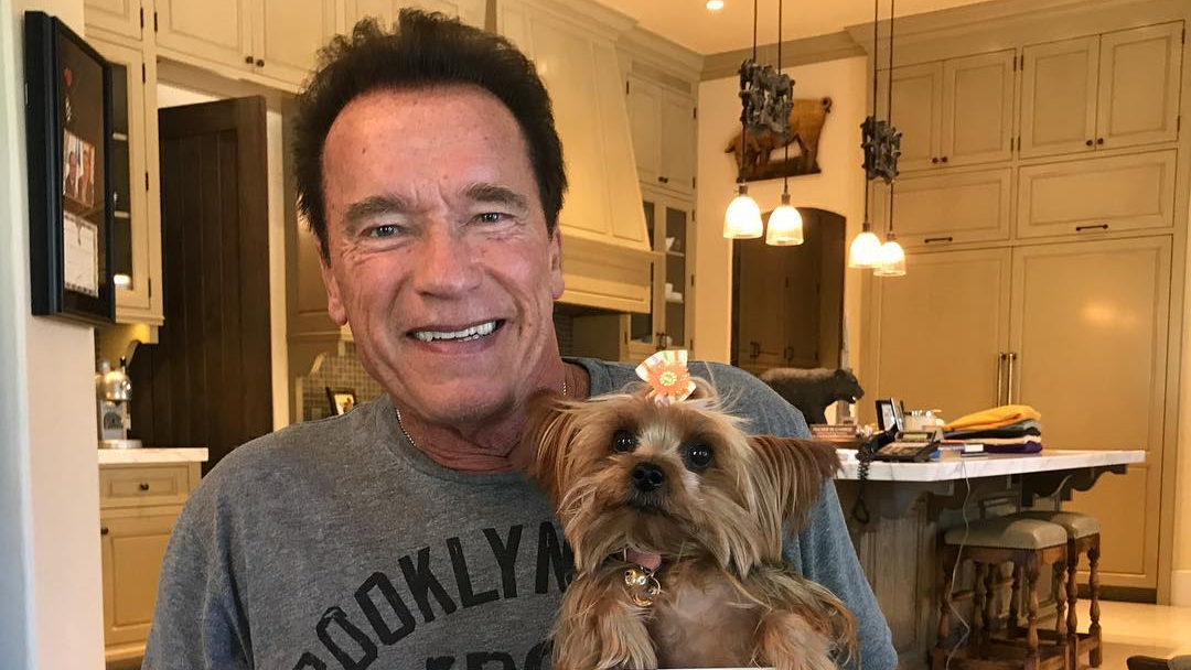 Арнольд Шварценеггер и Вишенка. Фото со страницы в Инстаграм @schwarzenegger.