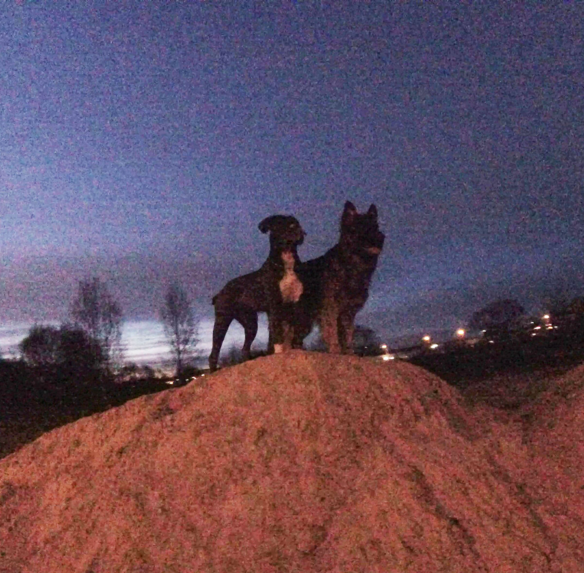 Горные козлики )))