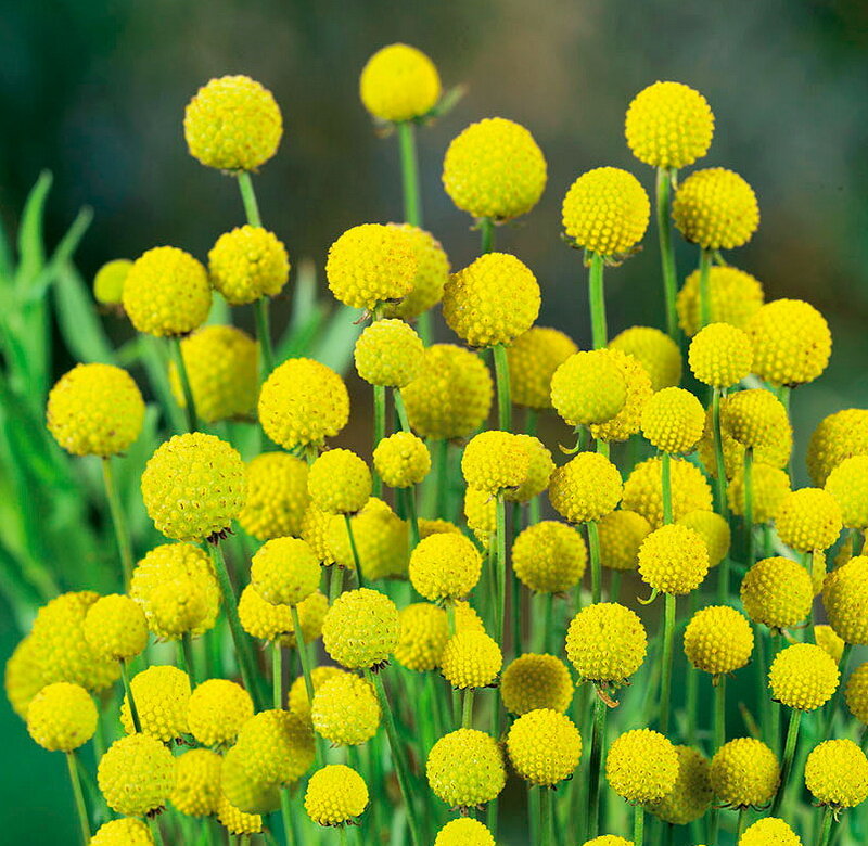 цефалофора ароматная, земляничная трава