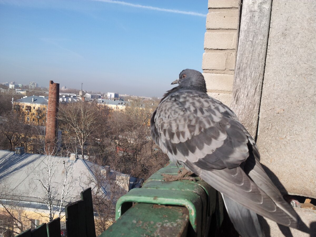 Голубь залетел в помещение. Голубь залетел в помещение на работе к чему.