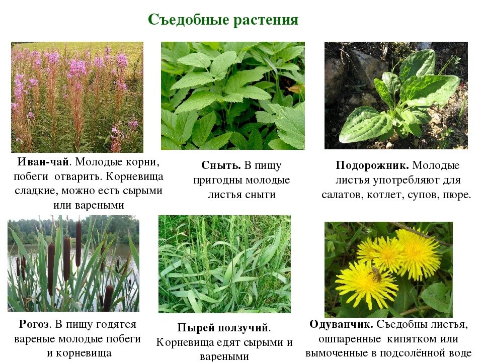Какие травянистые. Съедобные растения. Дикие съедобные растения. Пищевые дикорастущие растения. Съедобные дикорастущие растения.