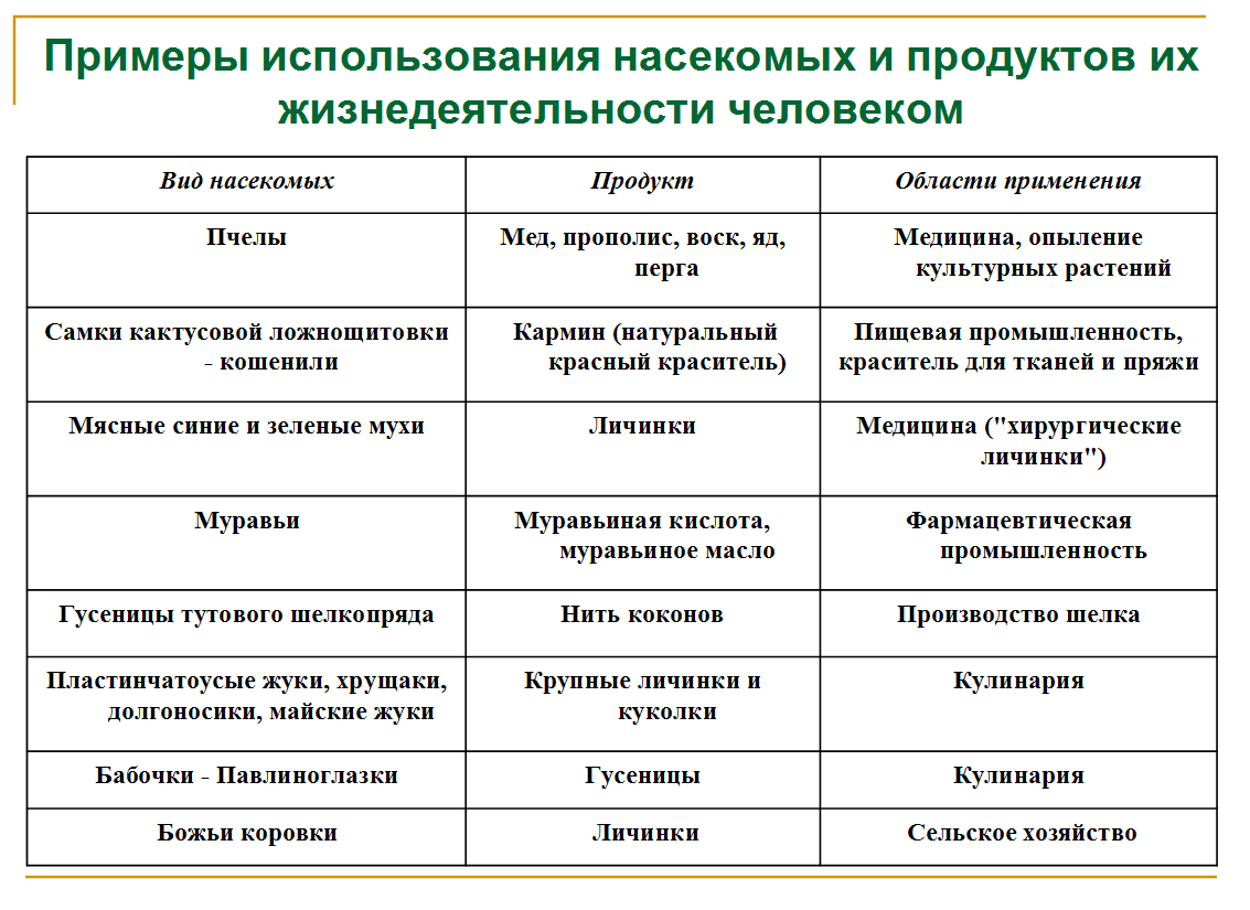 Что общего у бабочки и автомобиля? (Результаты детского исследования. Часть  1. Теоретическая) | Мария Рачинская | Дзен