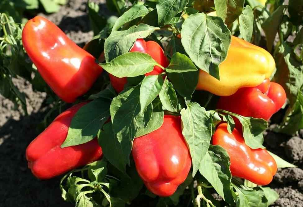 Подкормка особенно полезна для томатов, перца, огурцов.