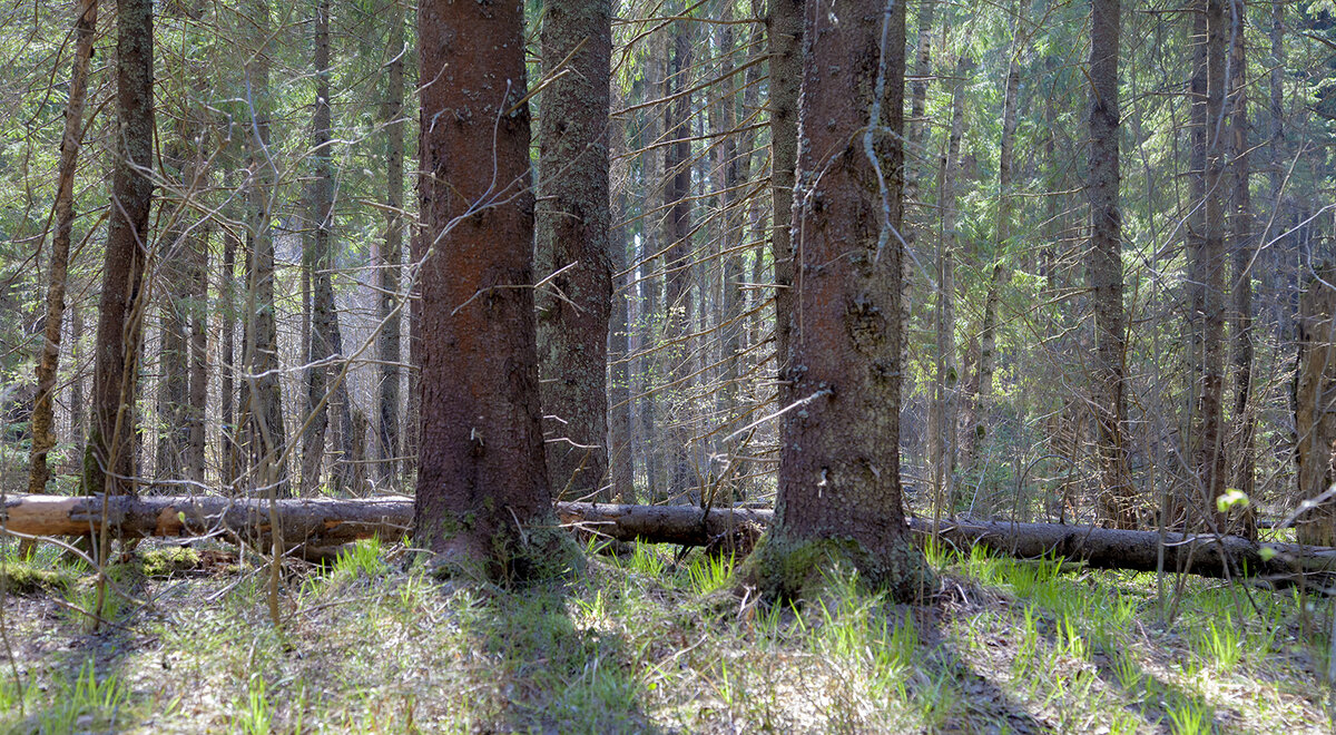 Основа нашего леса - это ельник. Причем ельник старый, можно сказать - вековой