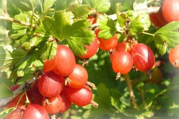 Невероятно вкусные ягоды крыжовника делают этот сорт особо популярным у садоводов.
Кустарник средней высоты, прямостоячий. Количество шипов – умеренное, преимущественно на нижних ветках.