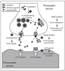 Синапс серотонинэргической системы (интернет, открытые источники)