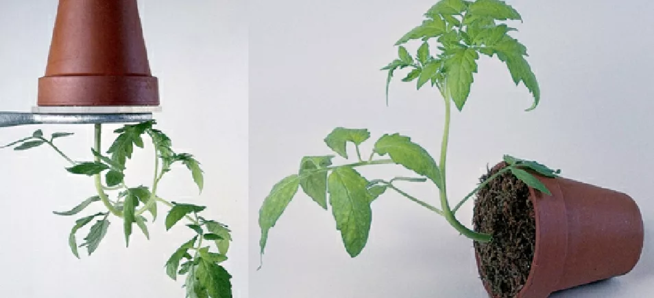 Утренняя зарядка укрепляет организм