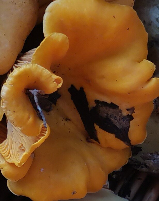 Личики могут достигать в диаметре до 10-12 см.