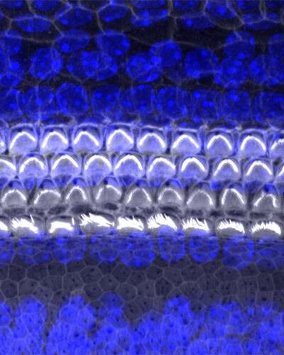 Credit: University of Maryland School of MedicineПеред вами — конфокальная микроскопия стереоцилий, тех самых «волосков» волосков клеток, которые в Кортиевом органе превращают колебания жидкости в электрический импульс. Новое исследование, опубликованное в журнале Development, раскрывает критическую роль белка GFI1 в развитии этих клеток.