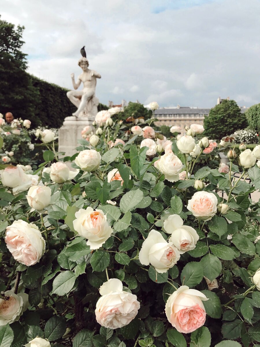 Jardin Palais Royal 