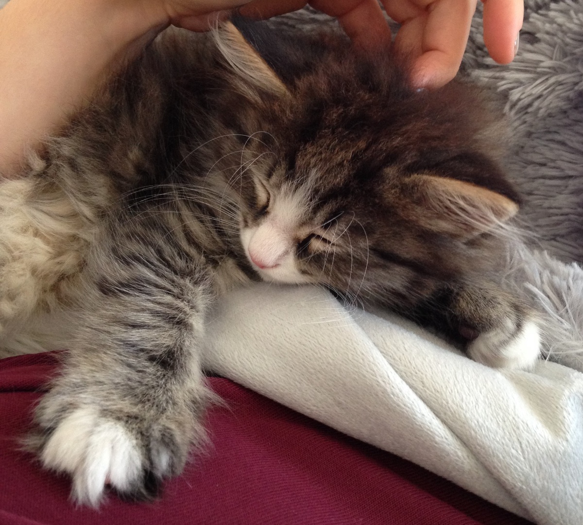 родился в апреле 2020, единственный из помёта чистокровных Сибиряков.