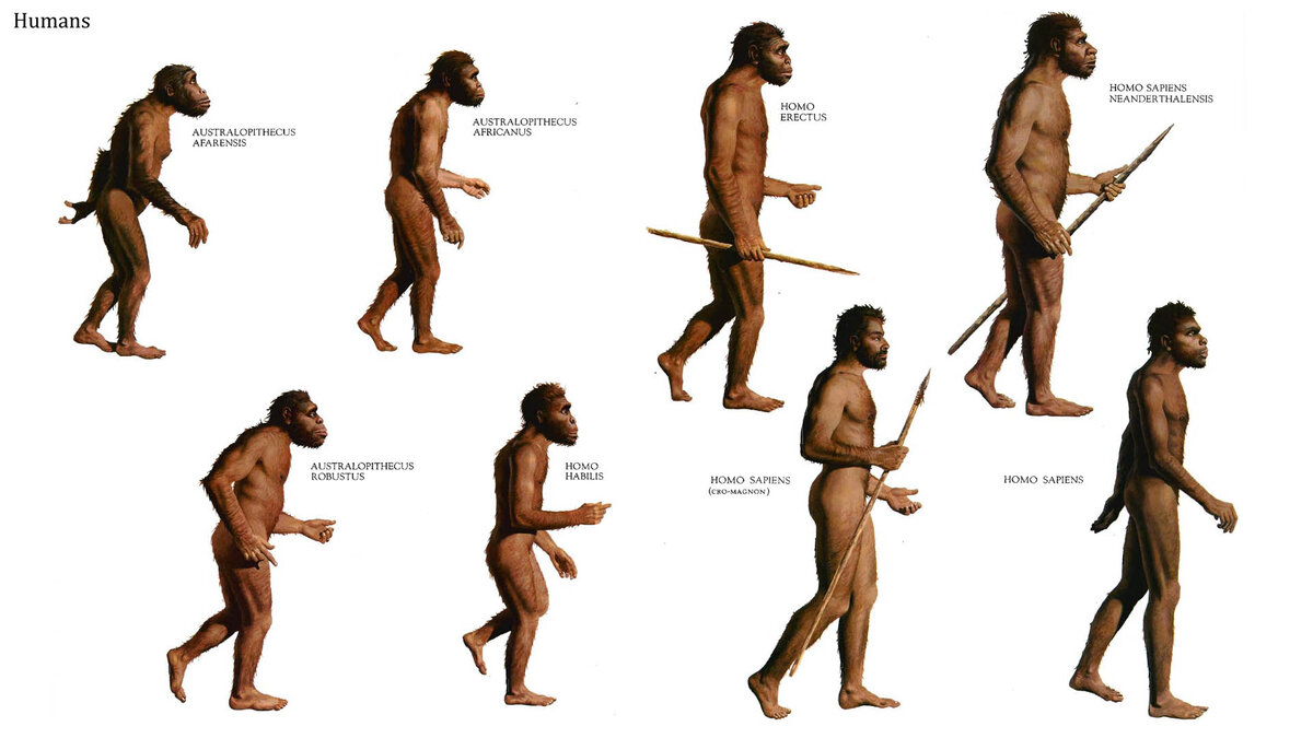 Древние предки человека разумного презентация
