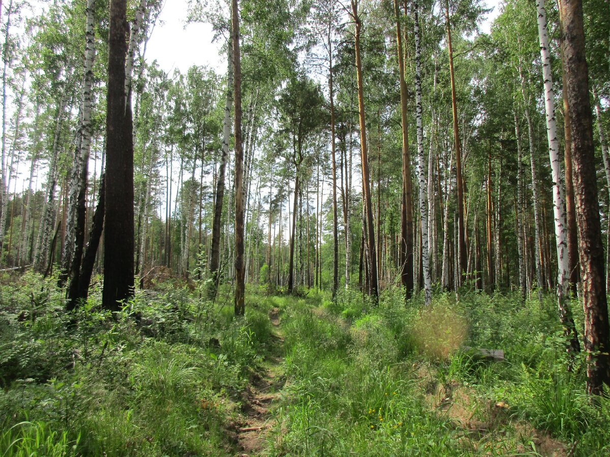 Снова страшные колеи в лесу
