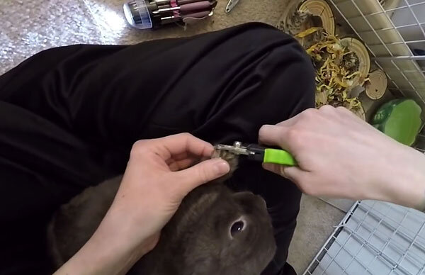 Как подстричь когти декоративному кролику: все подробно | Огородники