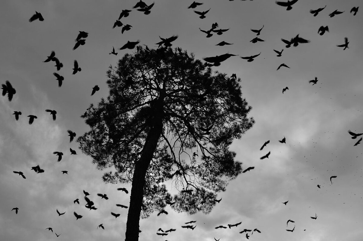 Стая ворон. Птицы в небе черно белое. Черные птицы в небе. Птицы над деревьями.