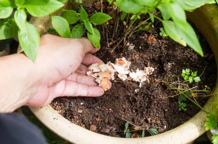 Фотография взята из источника yandex.ru