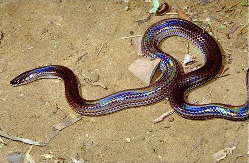 Лучистая змея (лат. Xenopeltis unicolor)(англ. Sunbeam Snake).