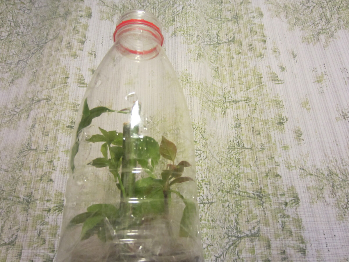 Бугенвиллея в тепличке из пластиковой бутылки. Пора рассаживать!