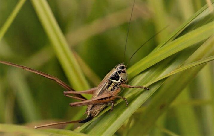 Сверчок Русела - насекомое, которое может переселиться на возвышенность, когда климат внизу станет слишком жарким