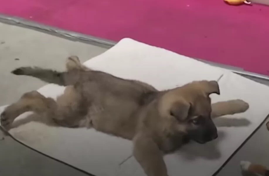 Щенка принесли с пляжа