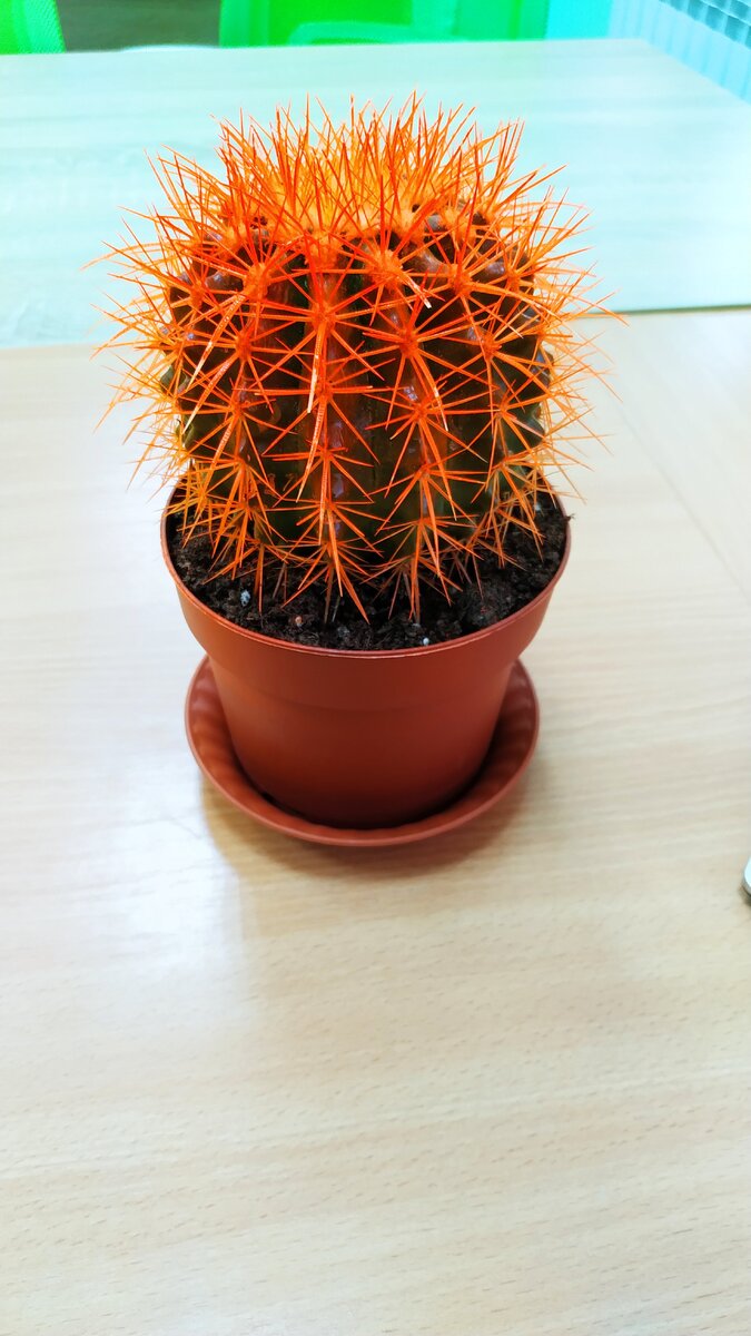 подарить кактус женщине оригинально. упаковать кактус в подарок. можно дарить кактус. можно дарить кактус. необычный кактус в подарок.