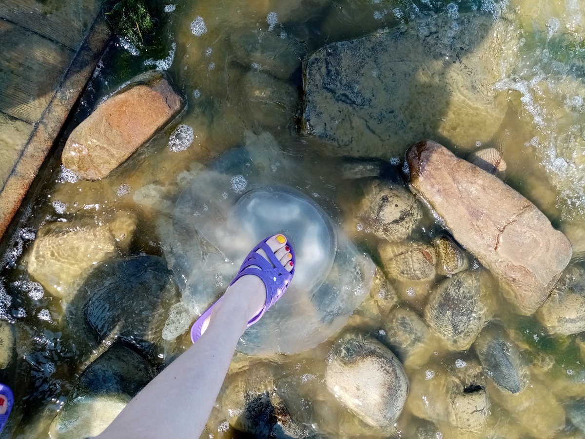 Медузы словно шляпы