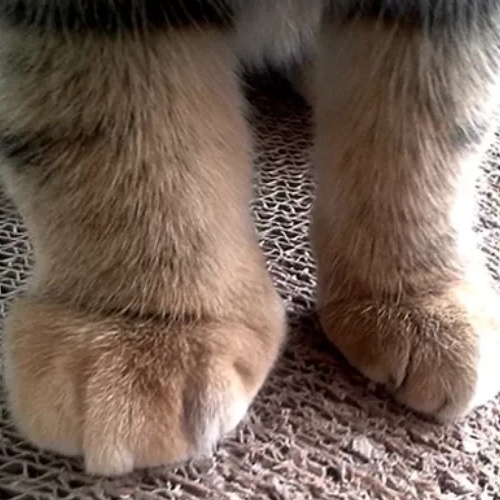 Кошка хромает