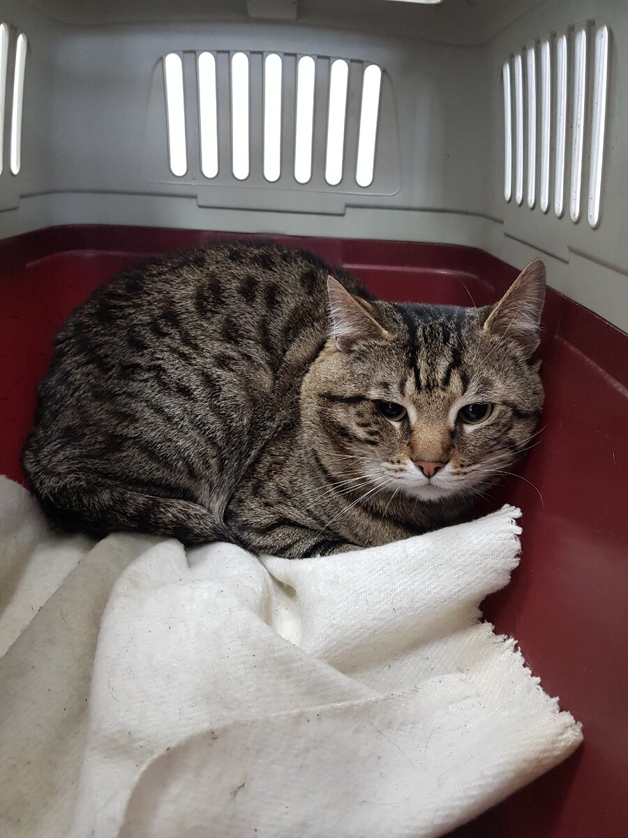 Это кот Басалай, один из моих пациентов 