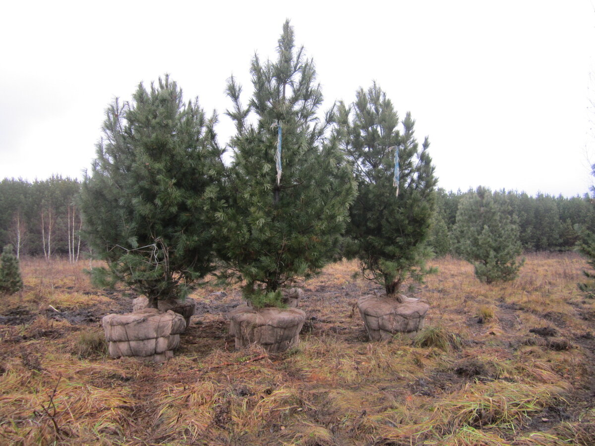 Лесной комплекс кузбасса