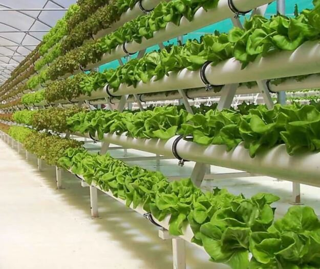 Салат на гидропонике