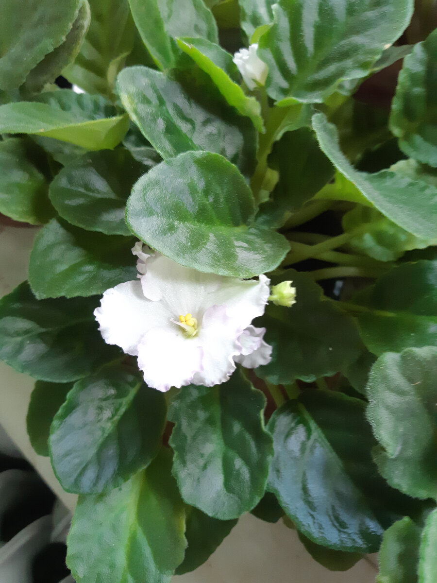 У детки фиалки плохо растет точка роста. Когда можно пересаживать деток фиалки от материнского листа. Фиалка плохо. Фиалка плохо растет. Почему плохо растут домашние цветы.