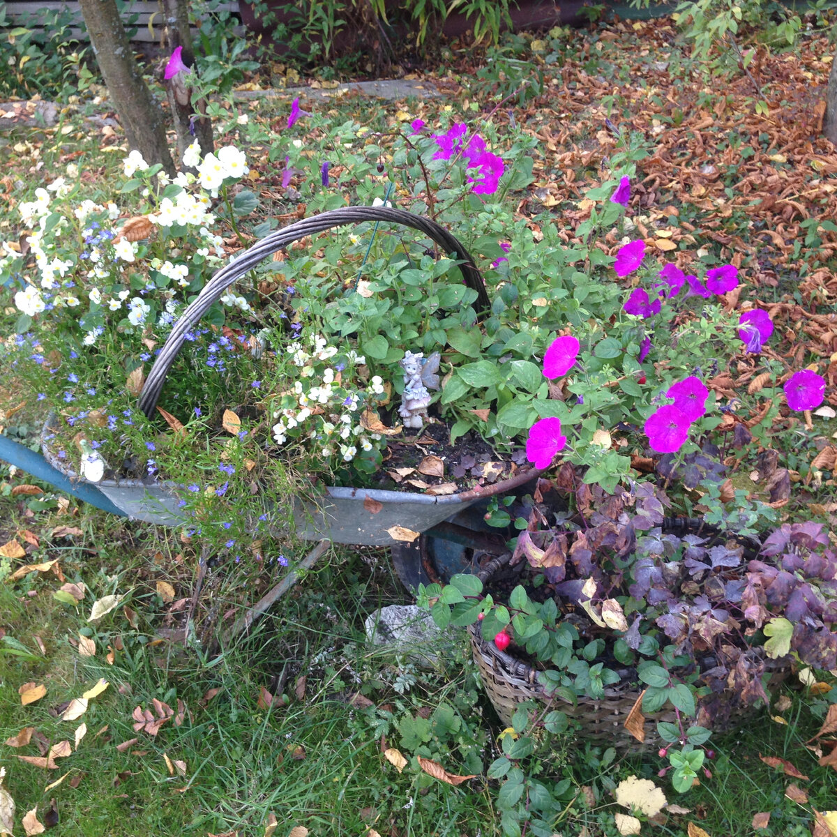 фото 2015 года.  В тачке петунии и лобелии. А фуксия - внизу, в корзине. 