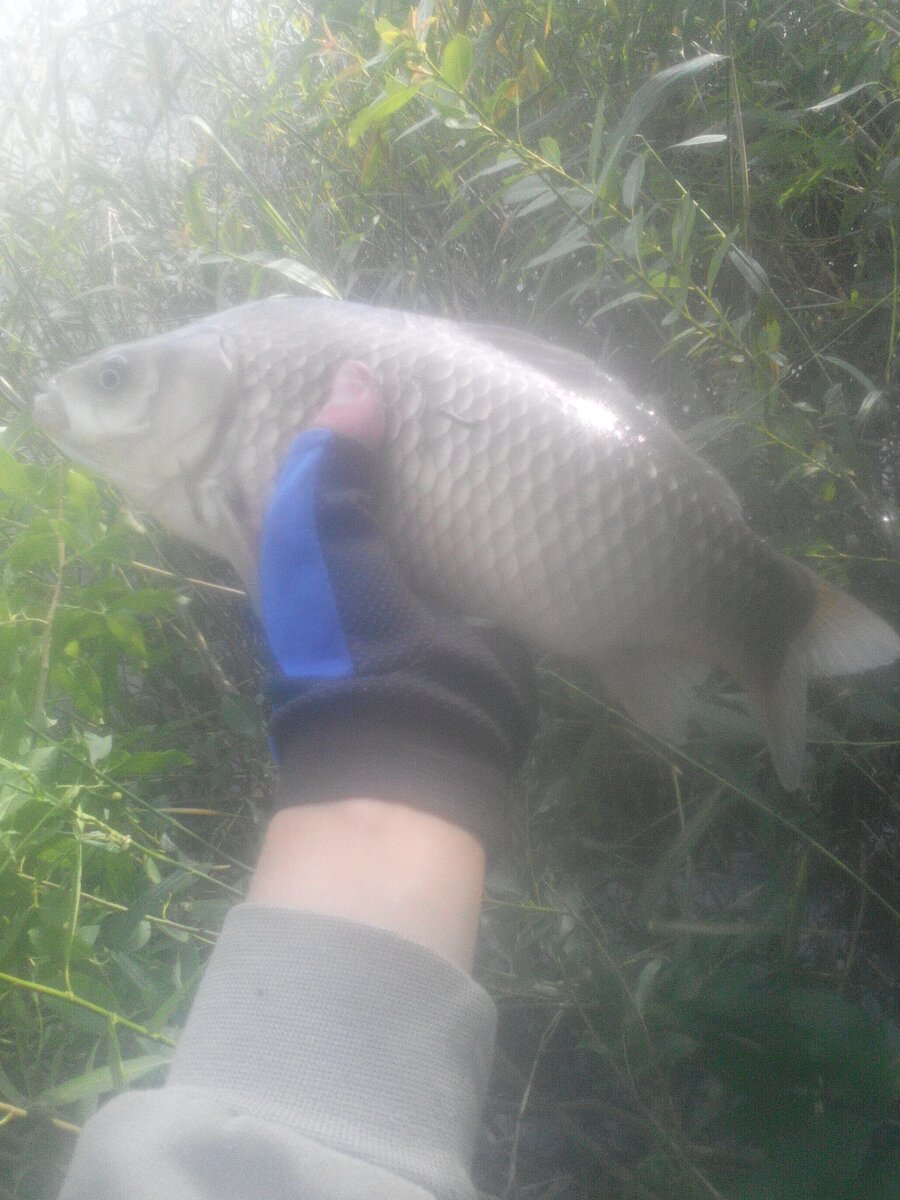 Крупный карась пойманный в далёком 2016 году. Увидел шевеление в зарослях камыша и попробовал туда закинуть, через минуту произошла поклёвка.