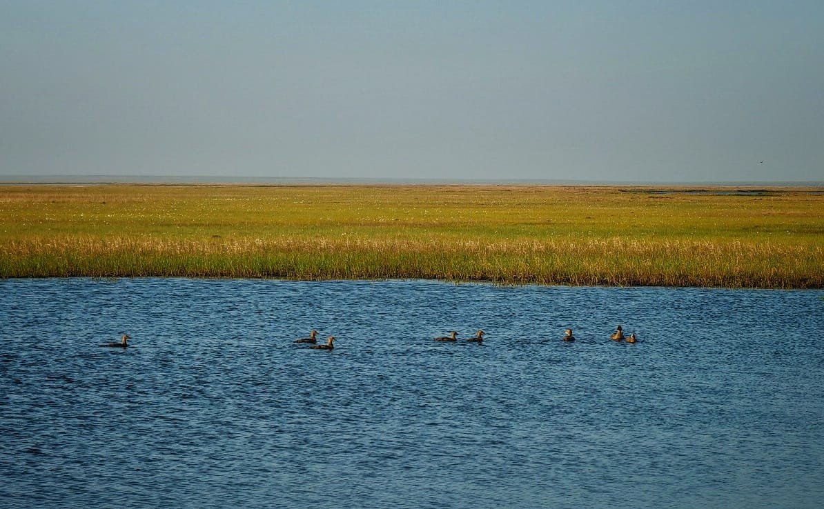 Мегакраснокнижные утки