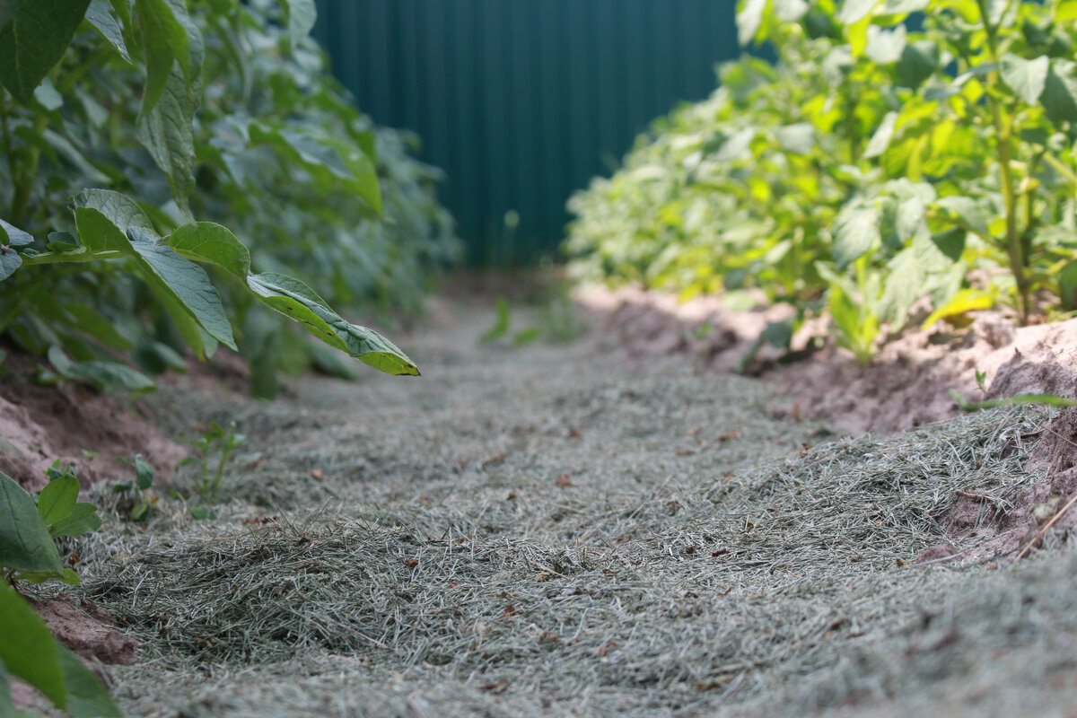 в жару мульчирование показало себя с лучшей стороны и позволило реже поливать участок