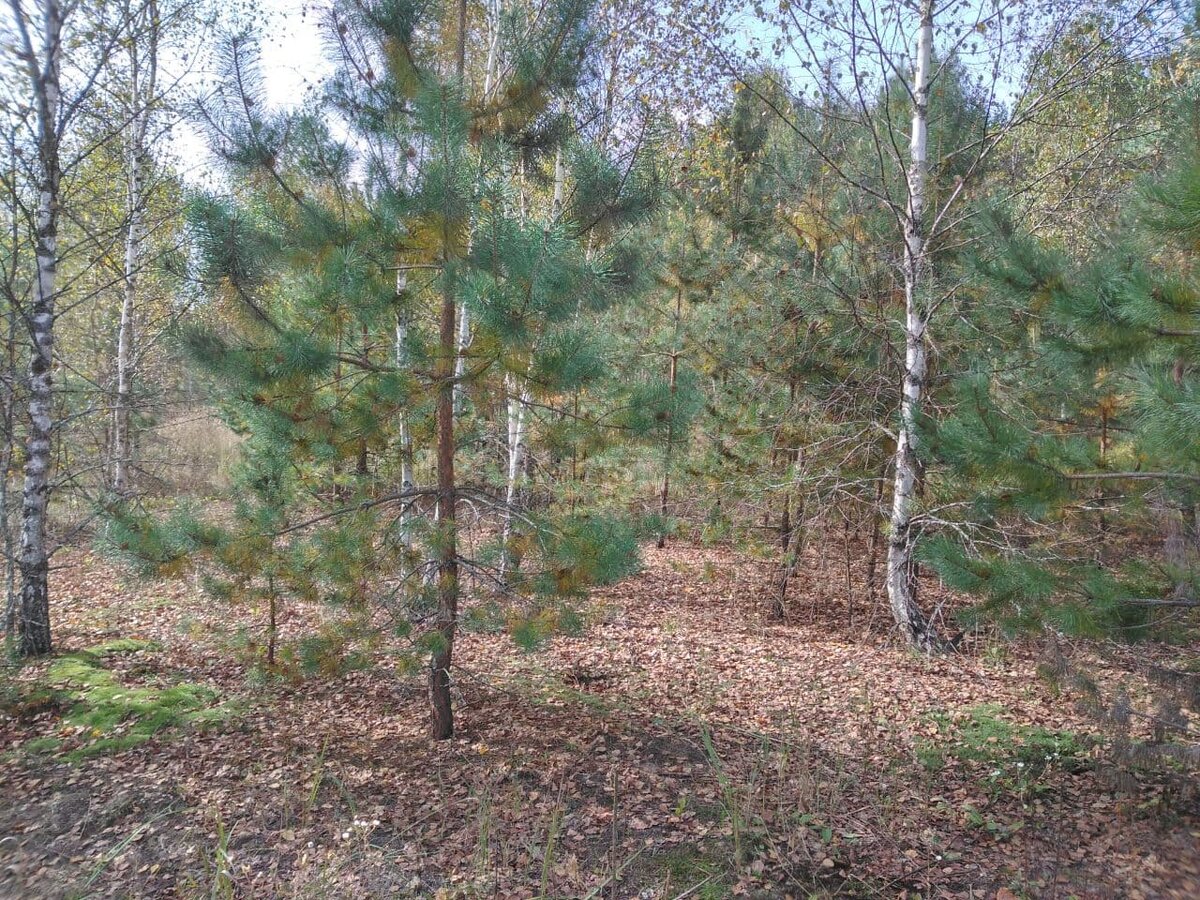 В этом лесу мы собирали грибы вчера. Фото автора.